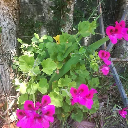 Do Sol ラグジュアリーテント トーレス・ヴェドラス