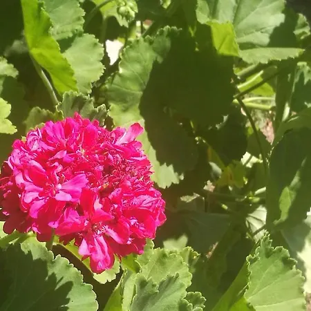 Campo de lujo Do Sol *