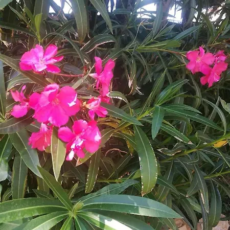 Campo de lujo Do Sol *
