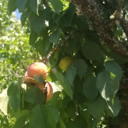 Do Sol * トーレス・ヴェドラス