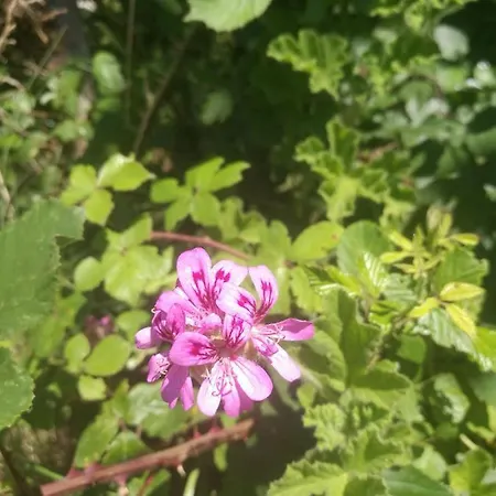 ラグジュアリーテント Do Sol トーレス・ヴェドラス