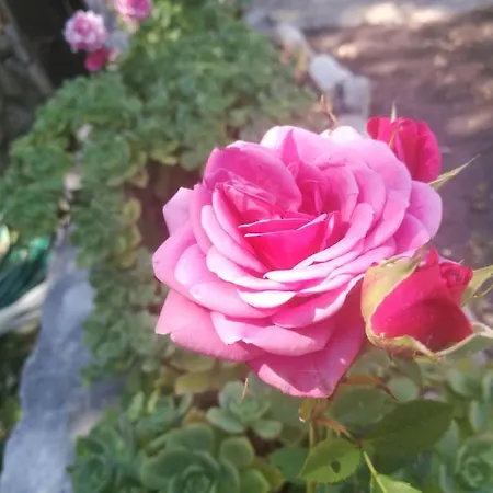 Campo de lujo Do Sol *