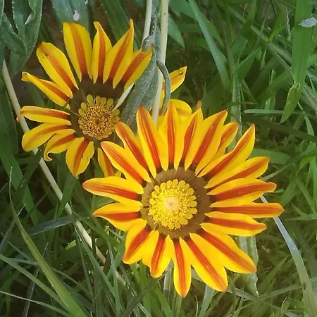 Do Sol Campo de lujo Torres Vedras