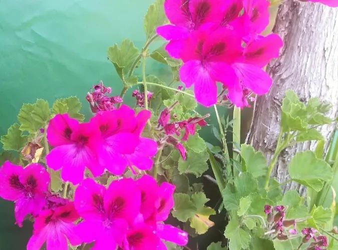 Luxe tent Do Sol Torres Vedras