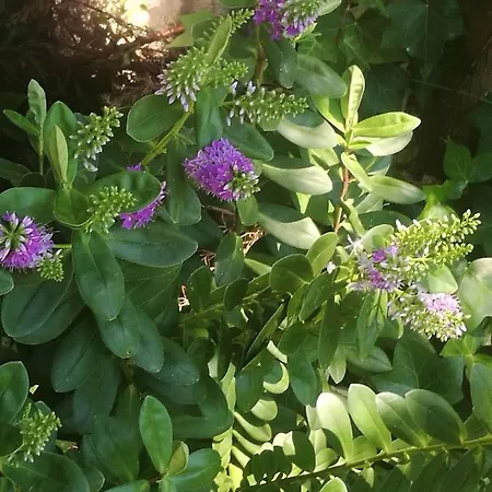 Do Sol Luxury tent *