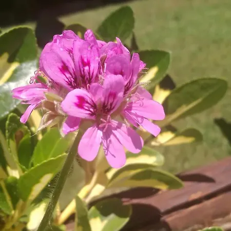 אוהל מפואר Do Sol טורס ודראס