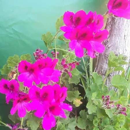 Luxury tent Do Sol Torres Vedras