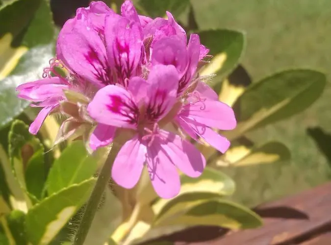 Campo de lujo Do Sol Torres Vedras