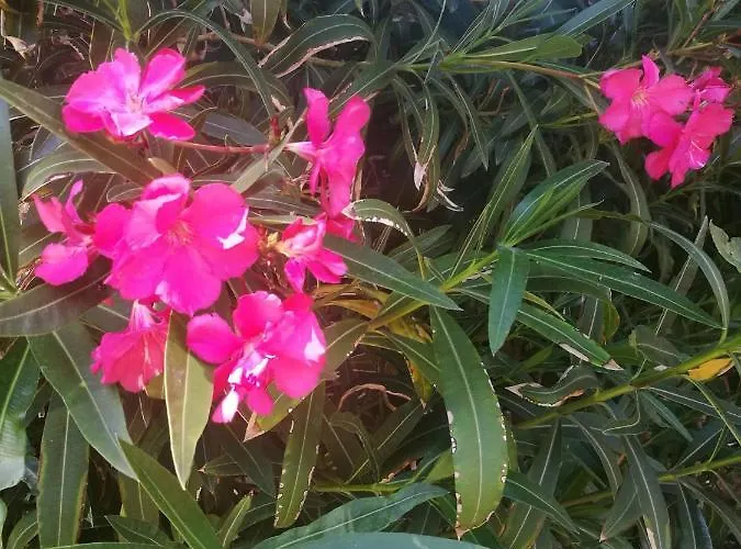 Campo de lujo Do Sol *