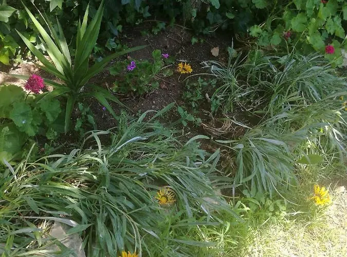 Do Sol Torres Vedras