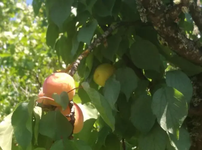 Do Sol * Torres Vedras