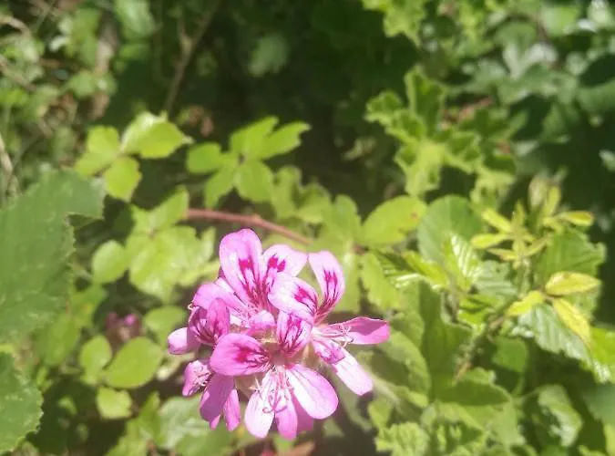 Campo de lujo Do Sol Torres Vedras