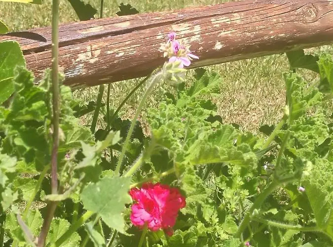 Do Sol * Torres Vedras