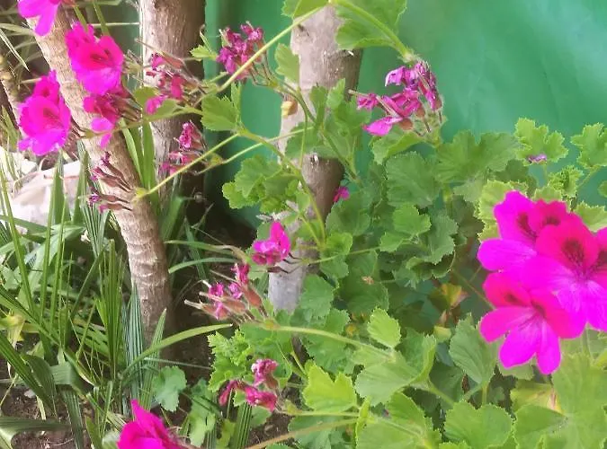 Do Sol Campo de lujo *