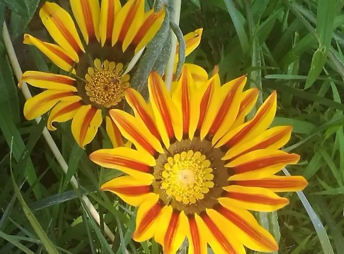 Do Sol Campo de lujo Torres Vedras