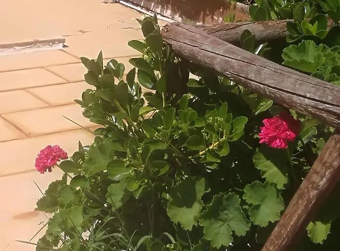 Do Sol Campo de lujo Torres Vedras